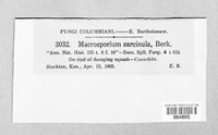 Stemphylium vesicarium image